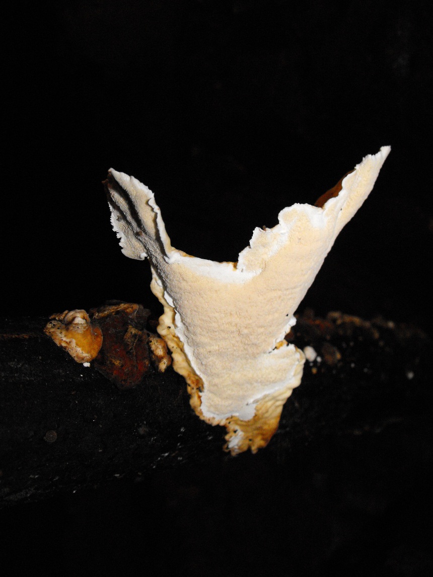 Miniera di Gambatesa 42